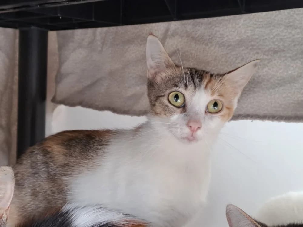TARTIFLETTE QCT, female Mixed Breed for adoption at SPA Quimper, Quimper