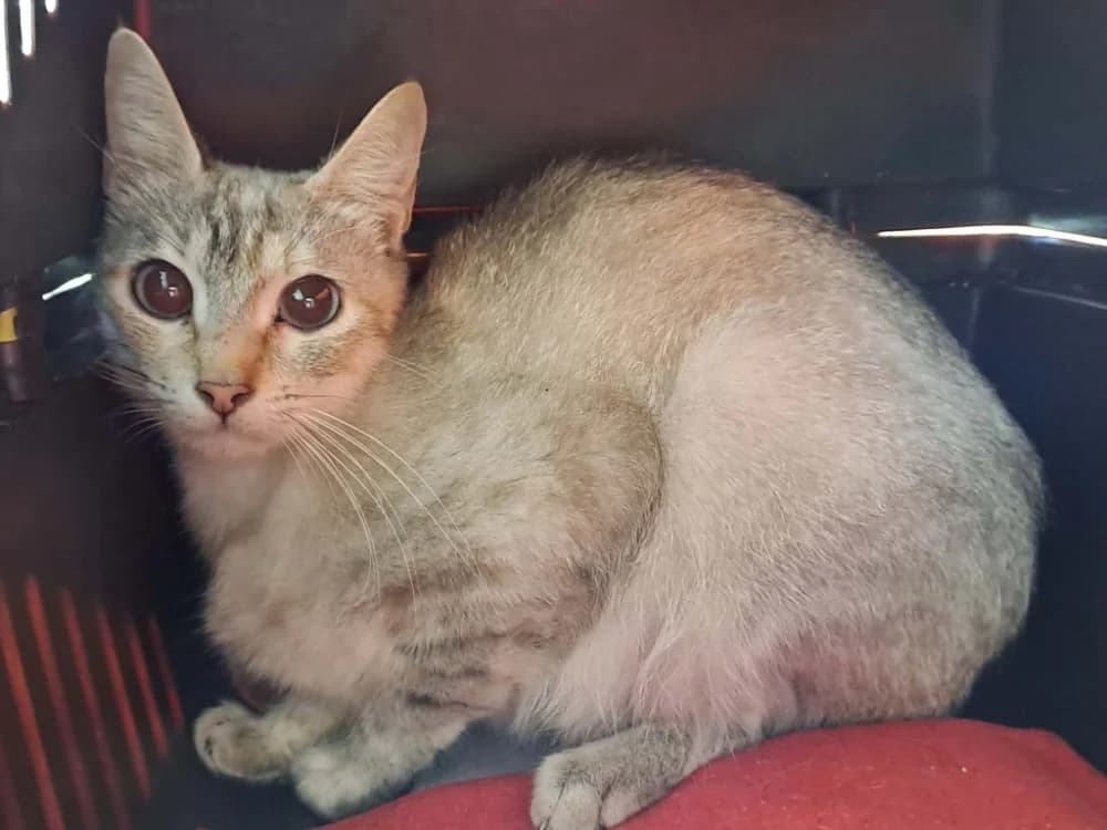 MOZZA QCT, female Mixed Breed for adoption at SPA Quimper, Quimper