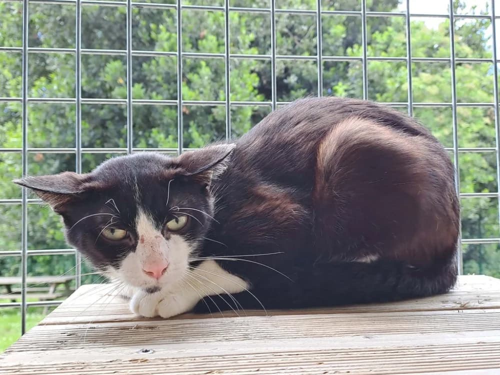 MORBIER QCT, female Mixed Breed for adoption at SPA Quimper, Quimper