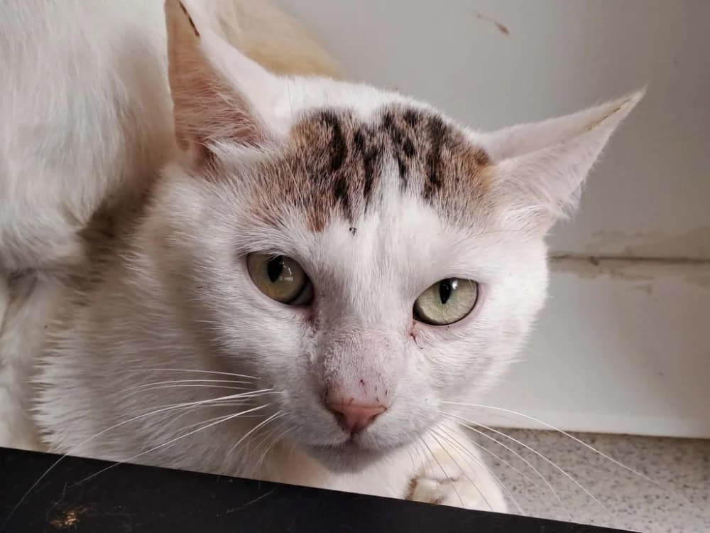 CANTAL QCT, male Mixed Breed for adoption at SPA Quimper, Quimper