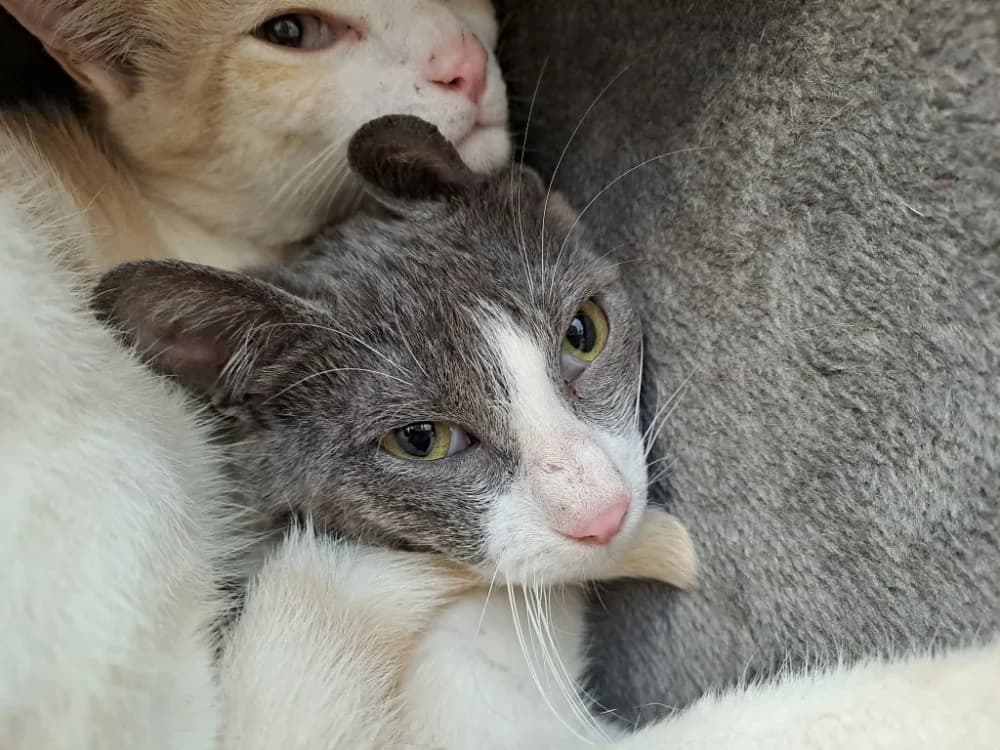LOIC QCT, male Mixed Breed for adoption at SPA Quimper, Quimper