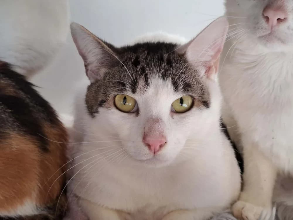 ROQUEFORT QCT, male Mixed Breed for adoption at SPA Quimper, Quimper