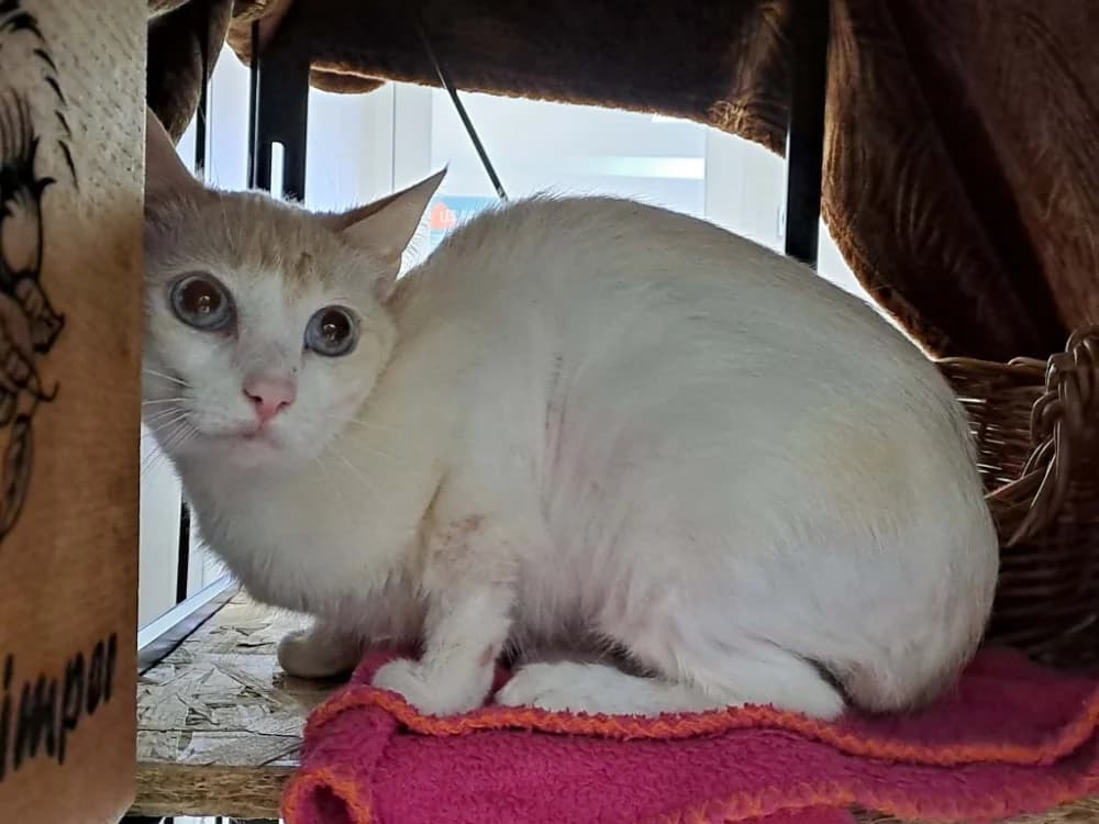 HALLOUMI QCT, female Mixed Breed for adoption at SPA Quimper, Quimper
