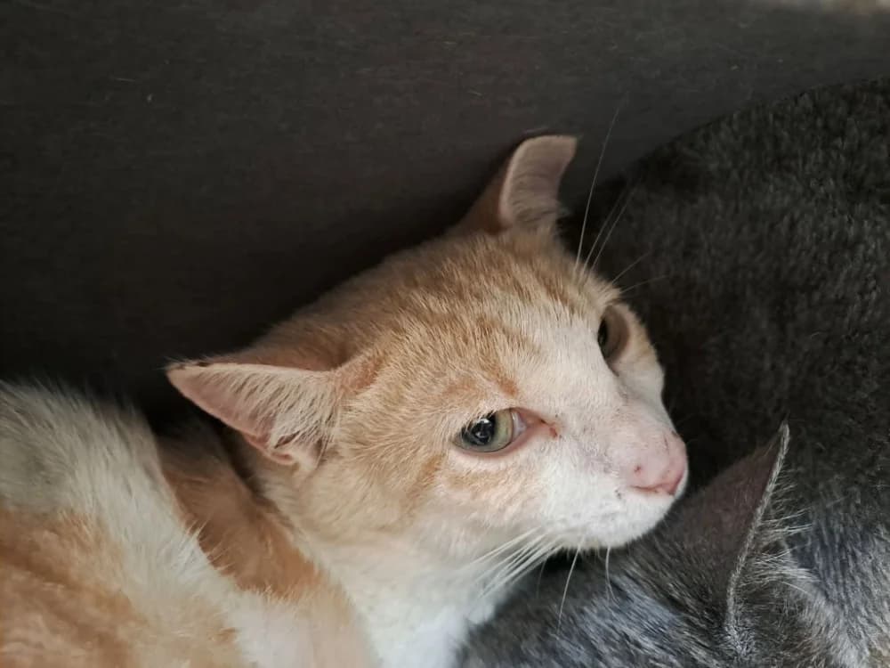 MIMOLETTE QCT, female Mixed Breed for adoption at SPA Quimper, Quimper
