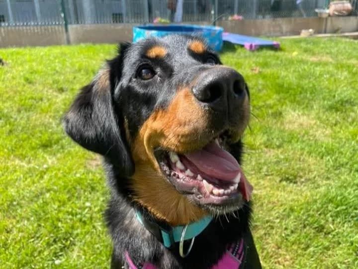 PAILLE QCN, female mixed breed for adoption at SPA Quimper, Quimper