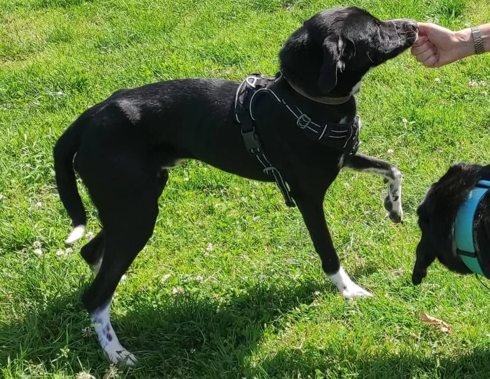 BOUNTY QCN, male young Labrador Retriever for adoption at SPA Quimper, Quimper