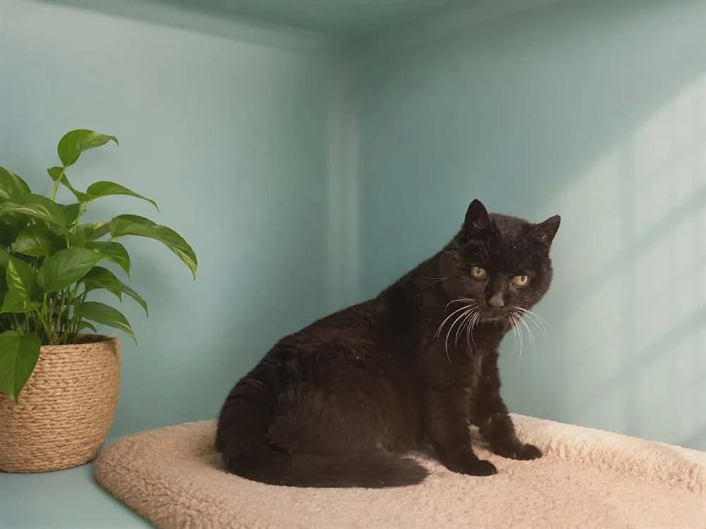 MELI QCT, female senior Mixed Breed for adoption at SPA Quimper, Quimper