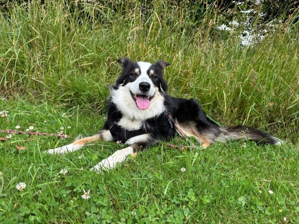 BRULU QCN, female young Border Collie for adoption at SPA Quimper, Quimper