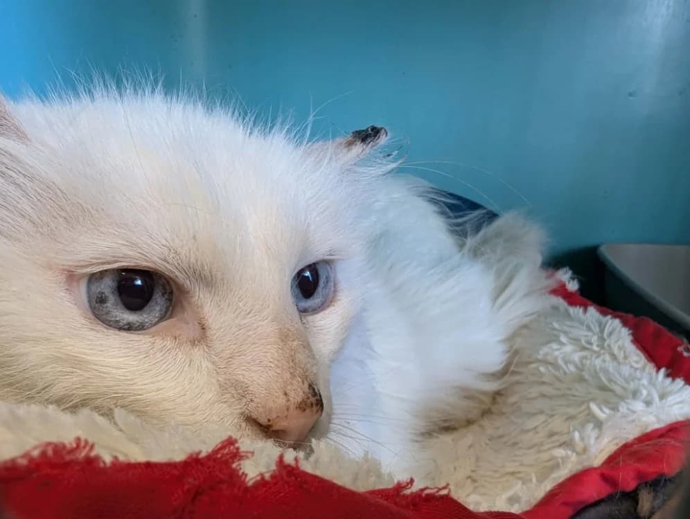 COTON QCT, male senior Mixed Breed for adoption at SPA Quimper, Quimper