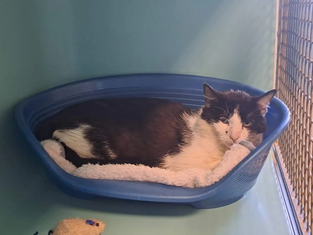 DISCO QCT, male Mixed Breed for adoption at SPA Quimper, Quimper