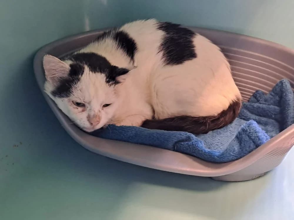 SWING QCT, male 6yo Mixed Breed for adoption at SPA Quimper, Quimper