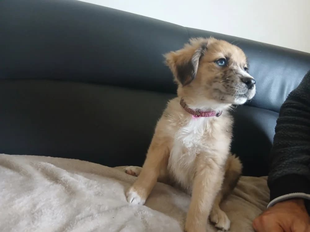PROF QCN, male Mixed Breed for adoption at SPA Quimper, Quimper