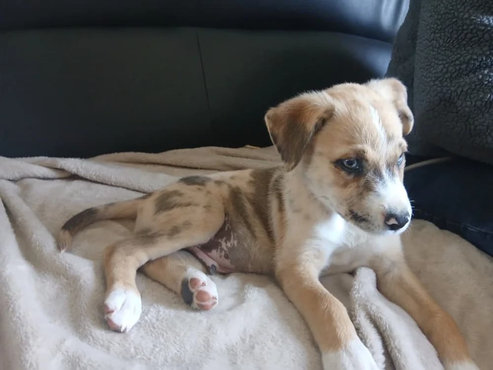 JOYEUX QCN, male Mixed Breed for adoption at SPA Quimper, Quimper