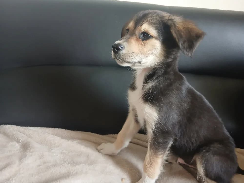 DORMEUR QCN, male puppy Mixed Breed for adoption at SPA Quimper, Quimper
