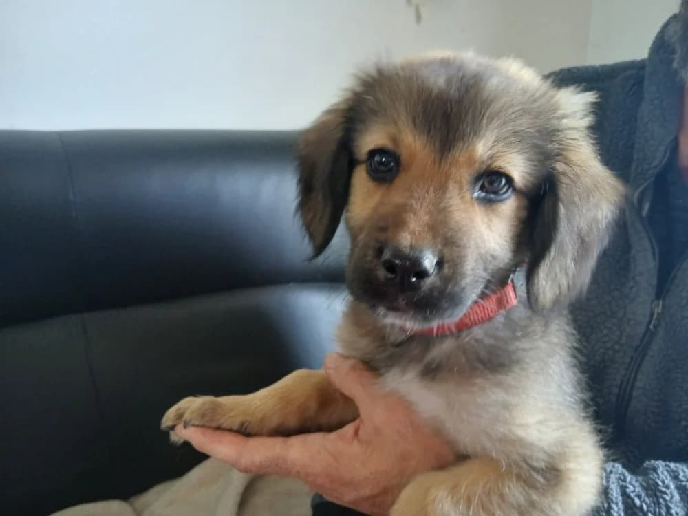 GRINCHEUX QCN, male Mixed Breed for adoption at SPA Quimper, Quimper