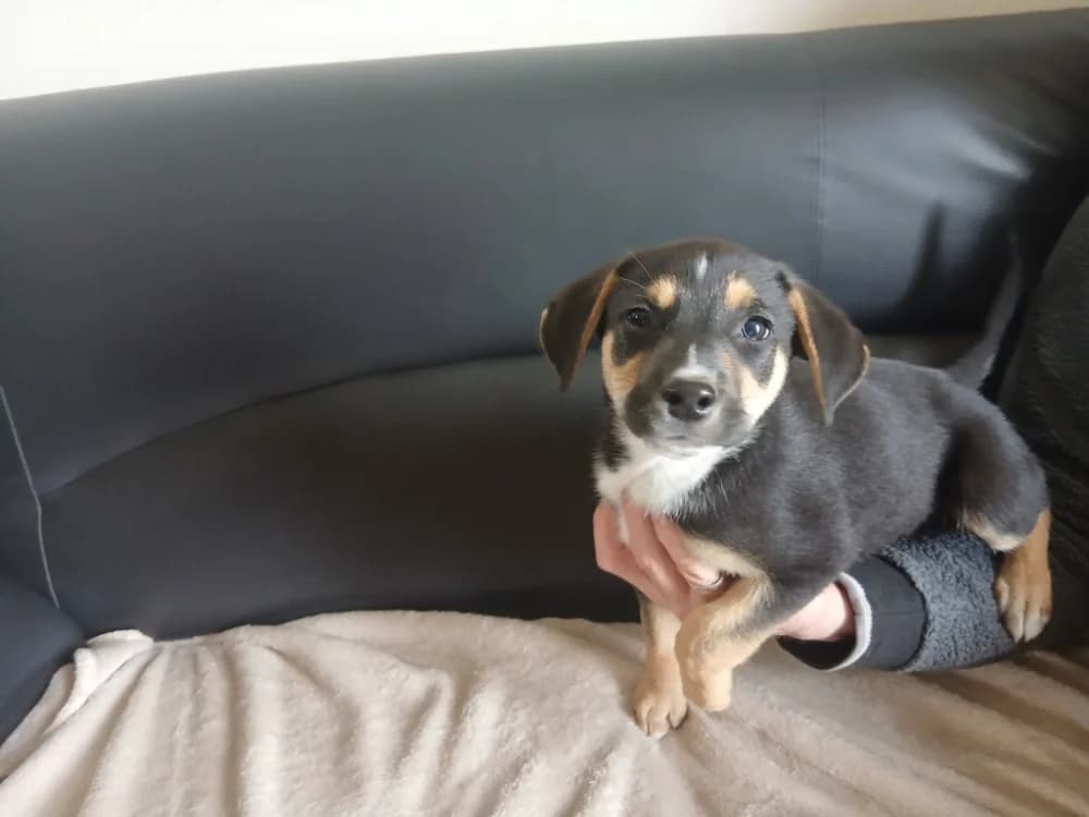 ATCHOUM QCN, male puppy Mixed Breed for adoption at SPA Quimper, Quimper