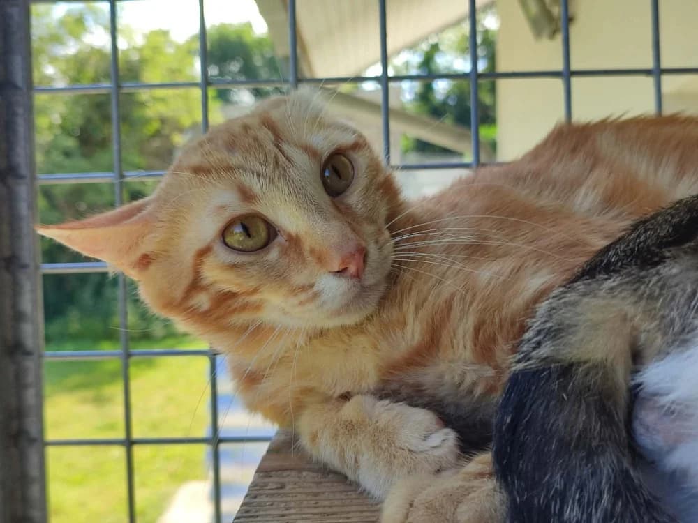 IRATY QCT, male Mixed Breed for adoption at SPA Quimper, Quimper