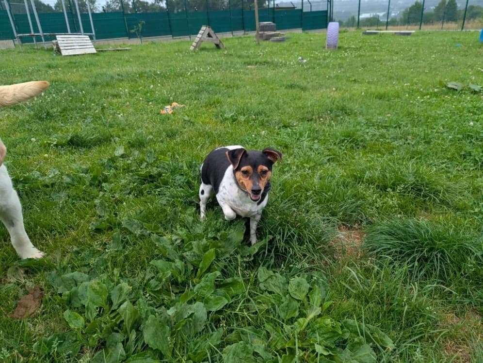 AYA QCN, female 6yo Jack Russell Terrier for adoption at SPA Quimper, Quimper