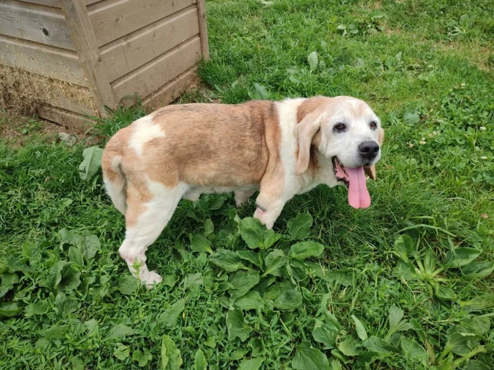 BERNARD QCN, male senior Beagle for adoption at SPA Quimper, Quimper
