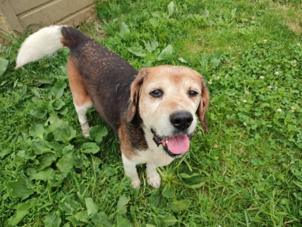 GERARD QCN, male senior Beagle for adoption at SPA Quimper, Quimper