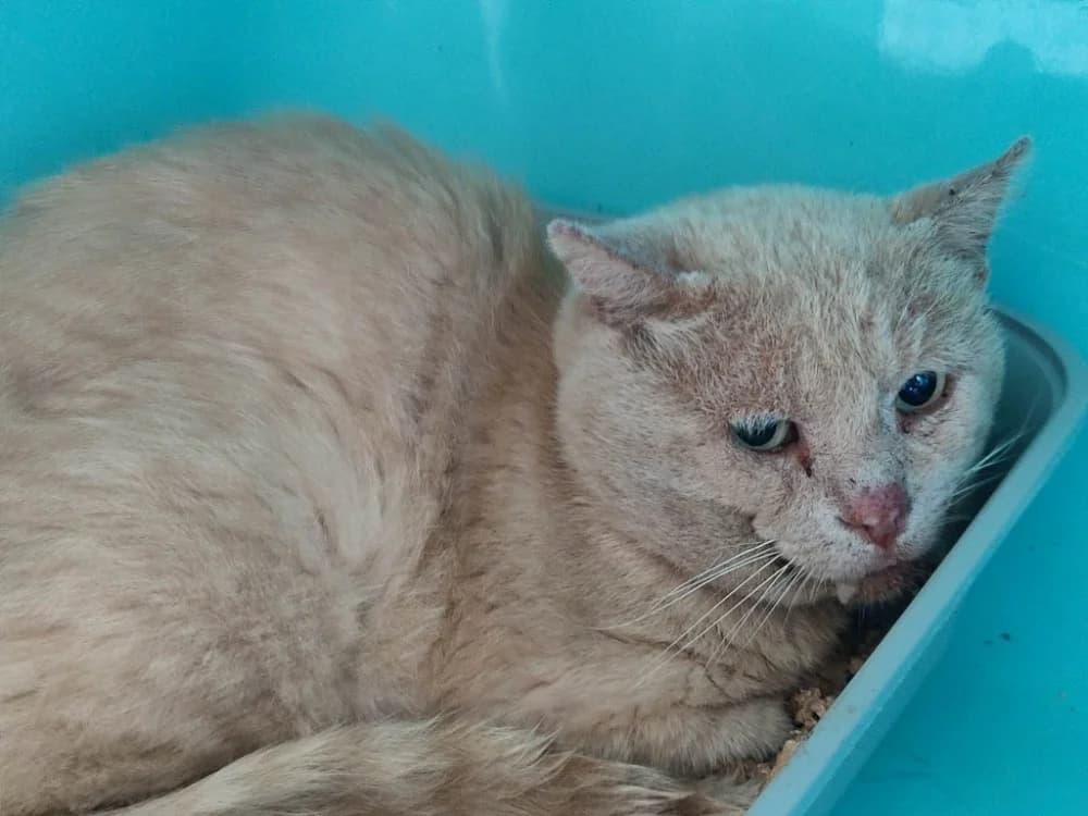 CESAR QCT, male Mixed Breed for adoption at SPA Quimper, Quimper