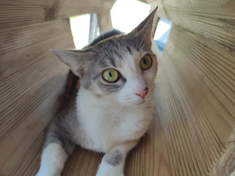 GRUYERE QCT, female Mixed Breed for adoption at SPA Quimper, Quimper