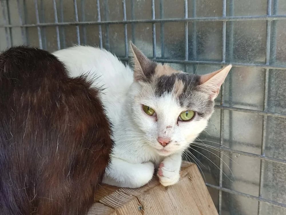 FICELLO QCT, female Mixed Breed for adoption at SPA Quimper, Quimper
