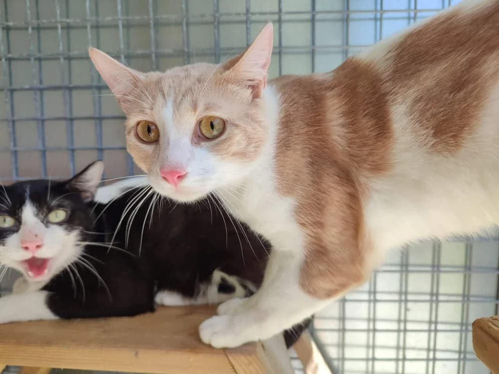 KIRI QCT, male 3yo Mixed Breed for adoption at SPA Quimper, Quimper
