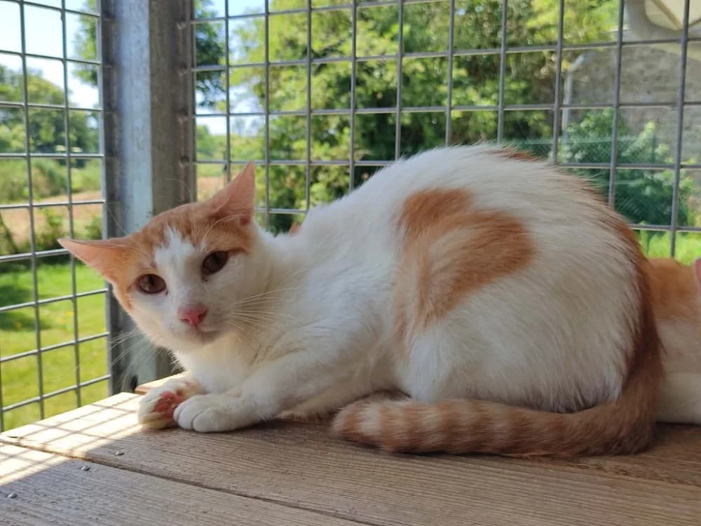 CHAVROUX QCT, male 3yo Mixed Breed for adoption at SPA Quimper, Quimper