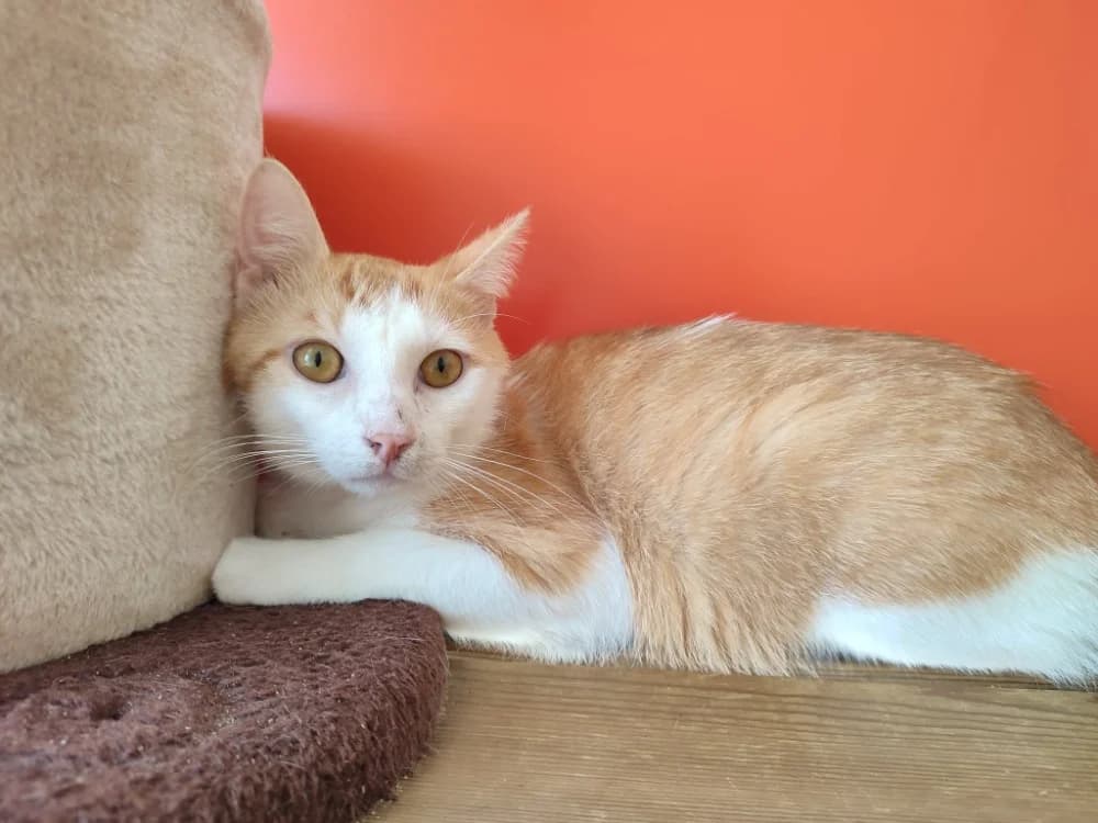 CABECOU QCT, male Mixed Breed for adoption at SPA Quimper, Quimper