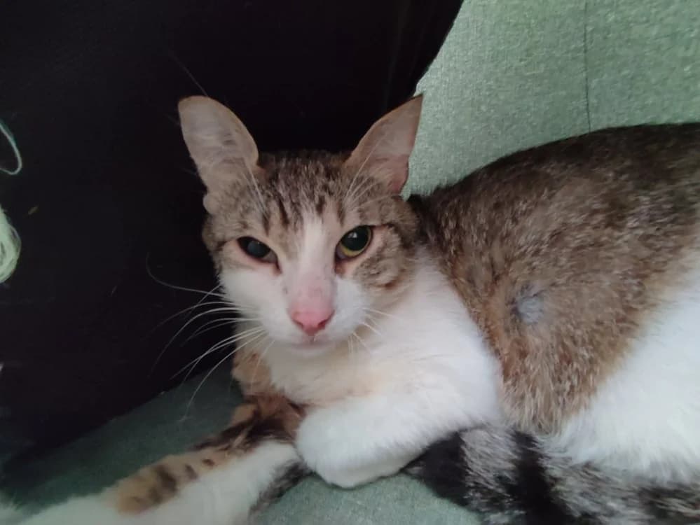 MUNSTER QCT, male 4yo Mixed Breed for adoption at SPA Quimper, Quimper