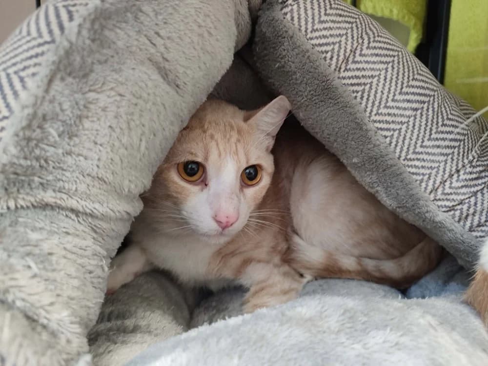 GOUDA QCT, male young Mixed Breed for adoption at SPA Quimper, Quimper
