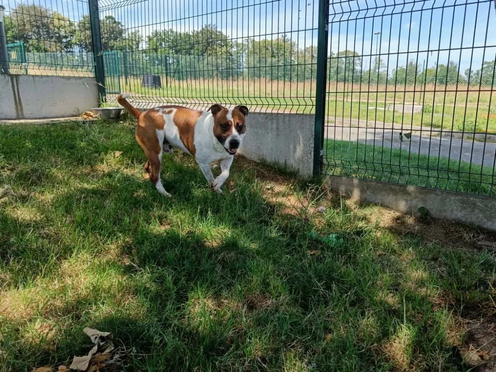 SUN QCN, male 4yo American Staffordshire Terrier for adoption at SPA Quimper, Quimper
