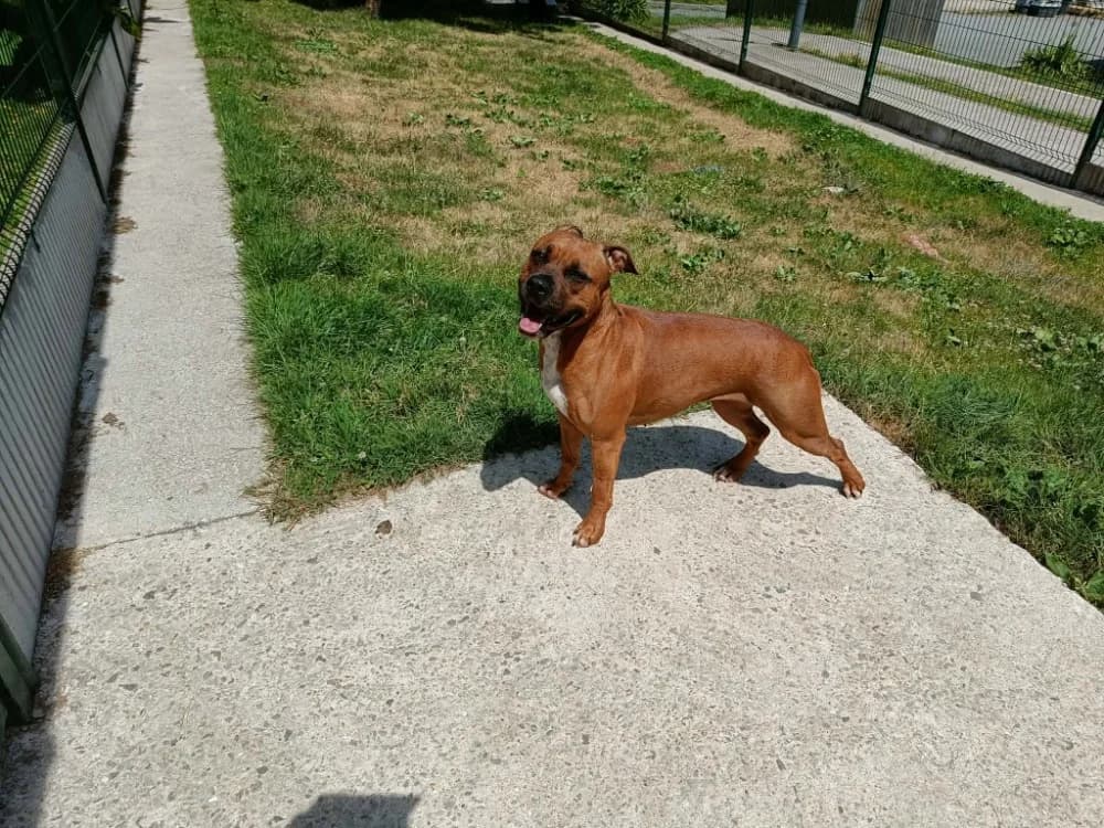 VENUS QCN, female young American Staffordshire Terrier for adoption at SPA Quimper, Quimper