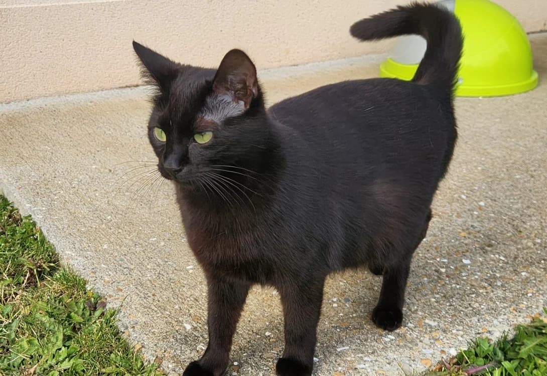 LILITH QCT, female young Mixed Breed for adoption at SPA Quimper, Quimper