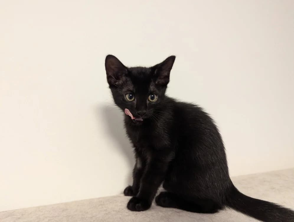 FERGUS QCT, male Mixed Breed for adoption at SPA Quimper, Quimper