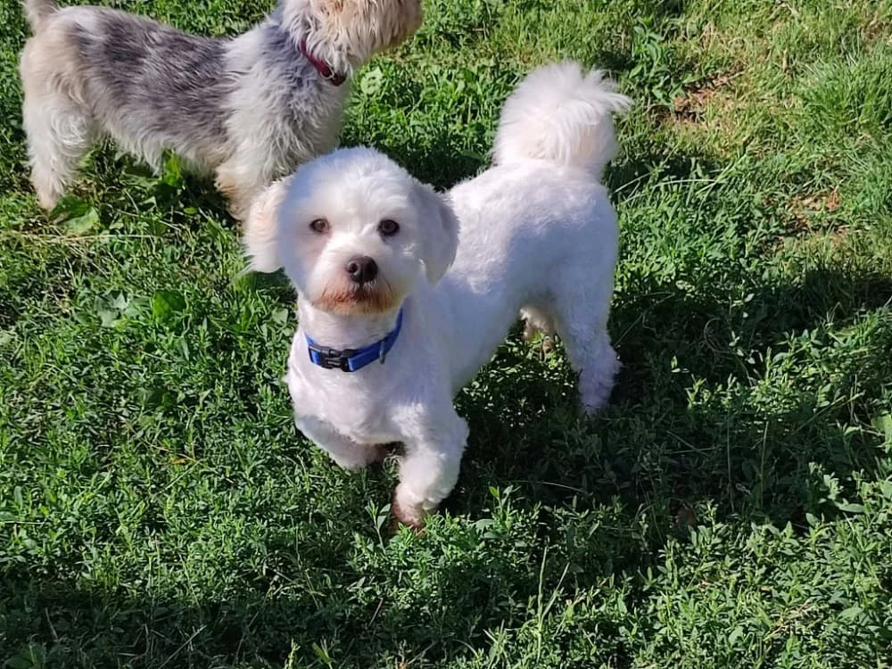 POLLUX QCN, male young mixed breed for adoption at SPA Quimper, Quimper