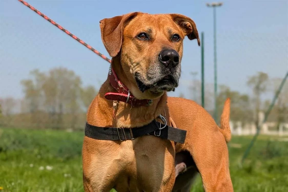 TULEAR QCN, male 7yo Mixed Breed for adoption at SPA Quimper, Quimper