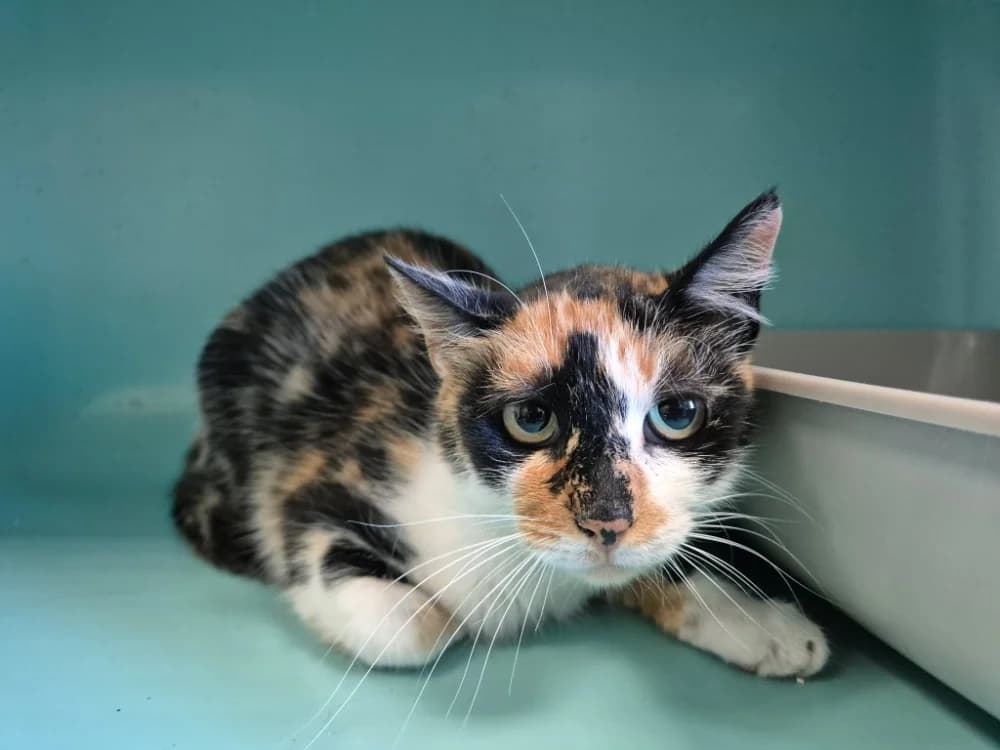 TITA QCT, female 3yo Mixed Breed for adoption at SPA Quimper, Quimper