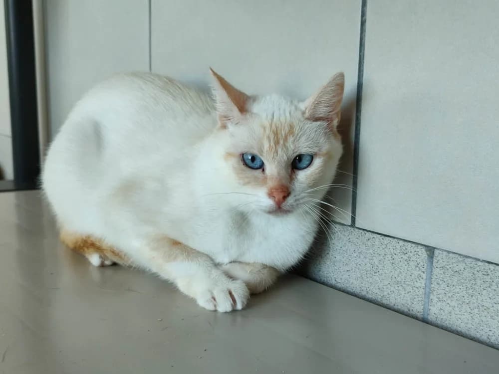PUREE QCT, female young mixed breed for adoption at SPA Quimper, Quimper