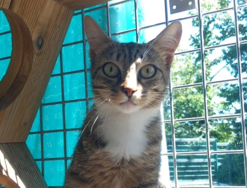 MC CHICKEN QCT, female young Mixed Breed for adoption at SPA Quimper, Quimper