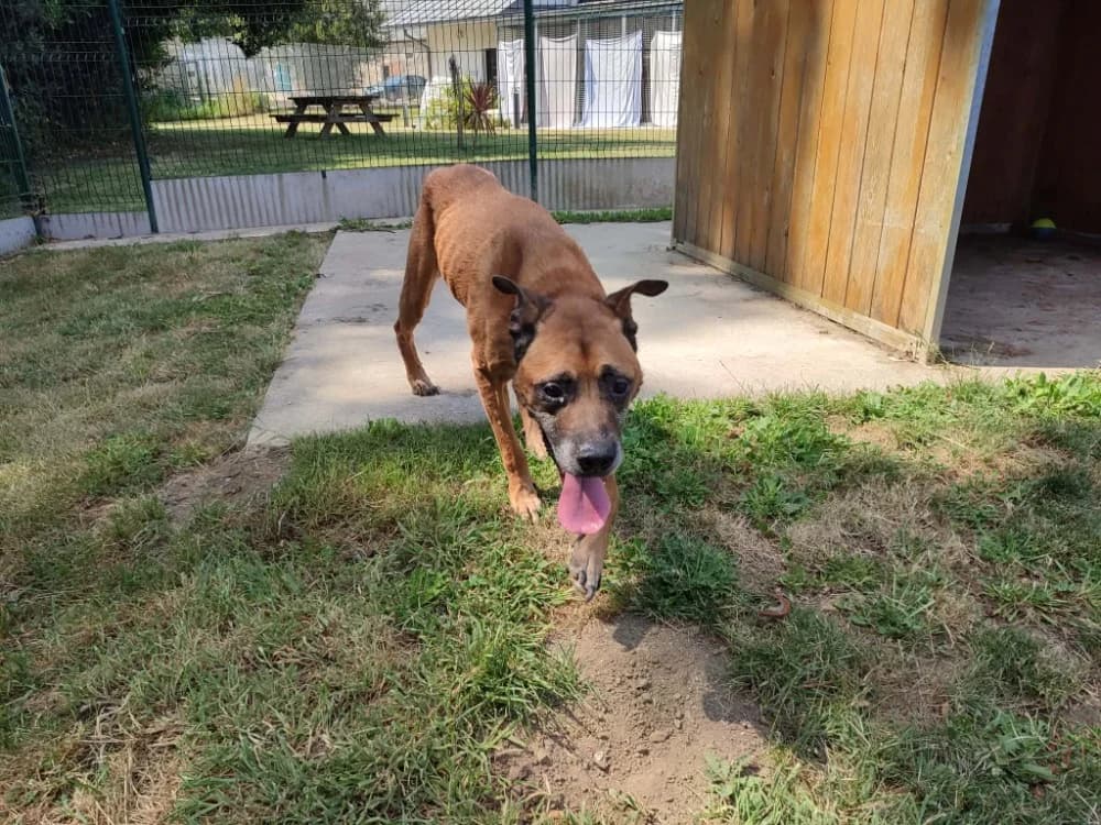 OBELIX QCN, male senior Mixed Breed for adoption at SPA Quimper, Quimper