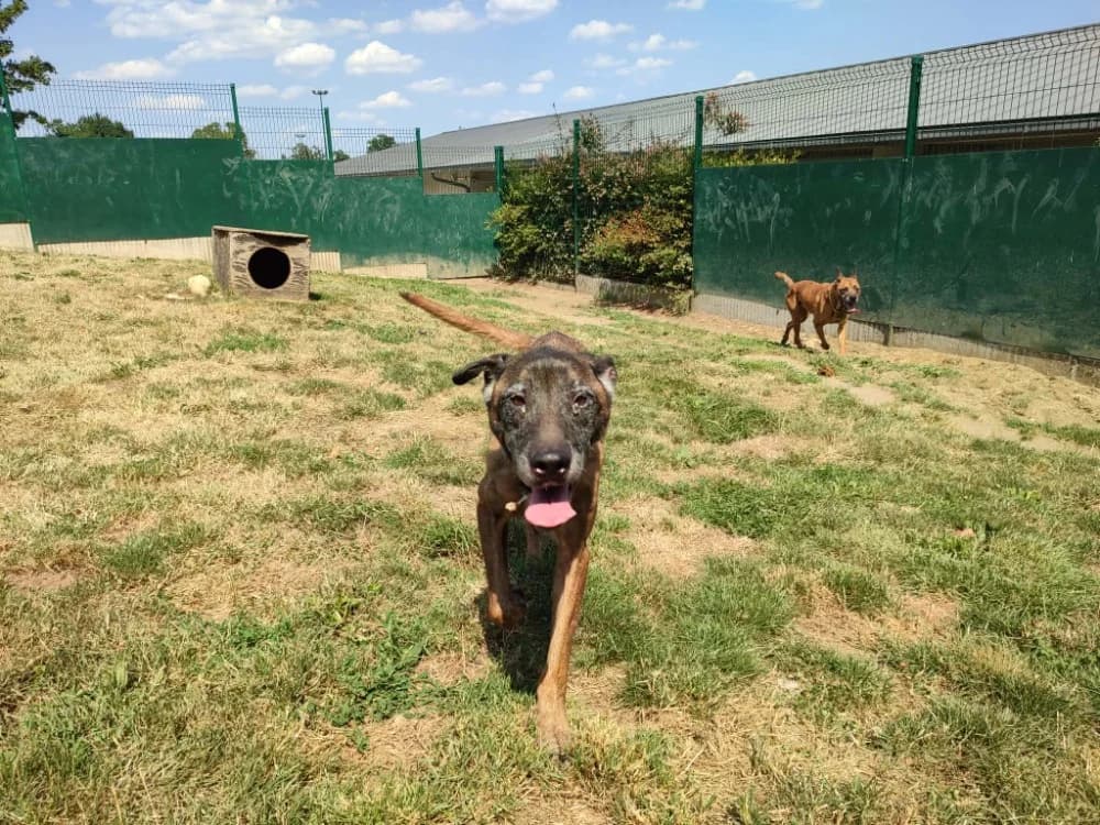 OSEILLE QCN, female senior Mixed Breed for adoption at SPA Quimper, Quimper