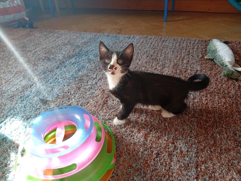 ROSPORDEN QCT, female Mixed Breed for adoption at SPA Quimper, Quimper
