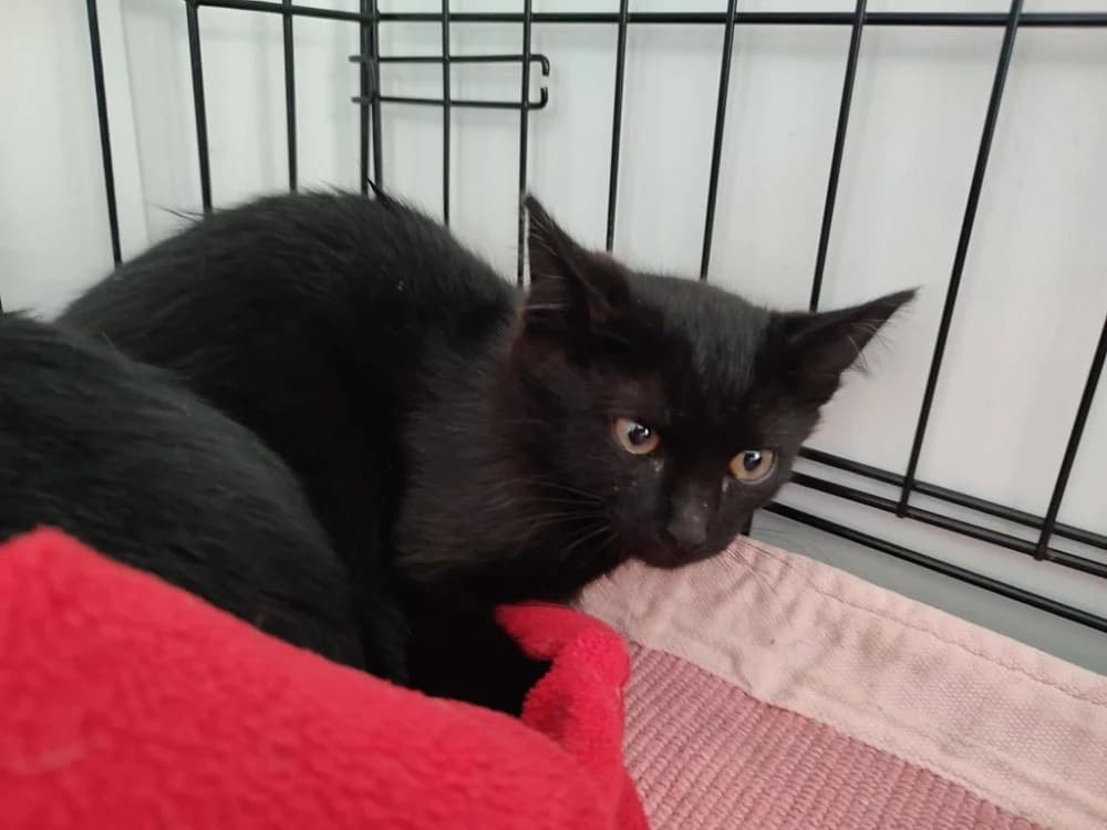 CHARLESTON QCT, male Mixed Breed for adoption at SPA Quimper, Quimper