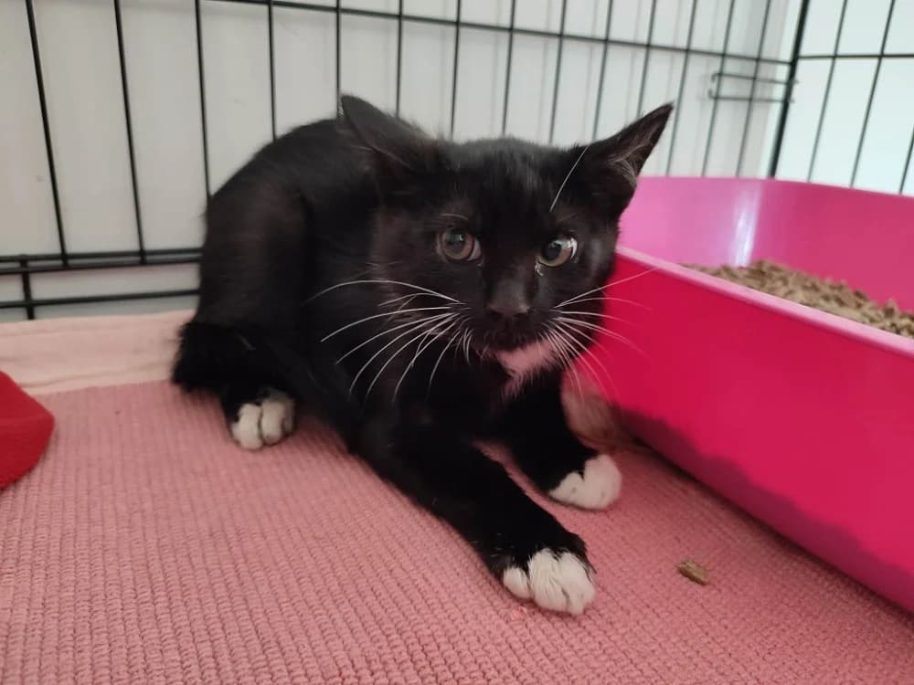 RUMBA QCT, male Mixed Breed for adoption at SPA Quimper, Quimper