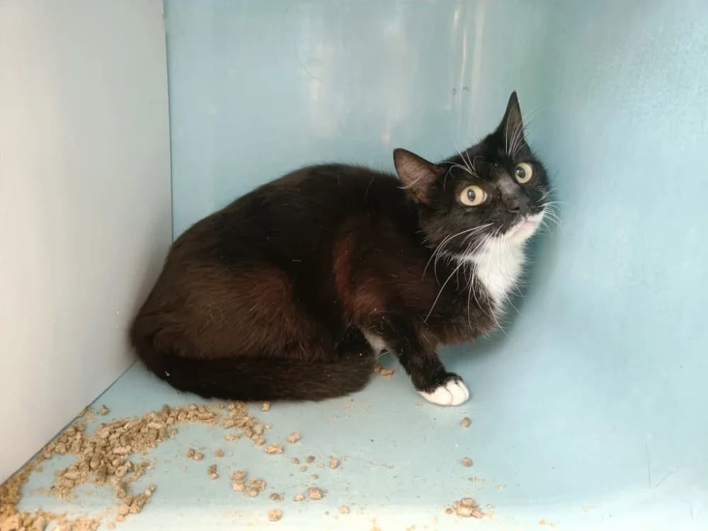 BARCOLA QCT, female 6yo Mixed Breed for adoption at SPA Quimper, Quimper