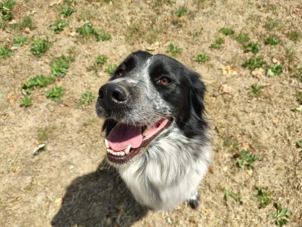 TEEYAH QCN, female 4yo Saint Bernard for adoption at SPA Quimper, Quimper