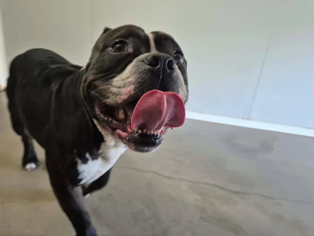 KIKI QCN, male 5yo American Bully for adoption at SPA Quimper, Quimper