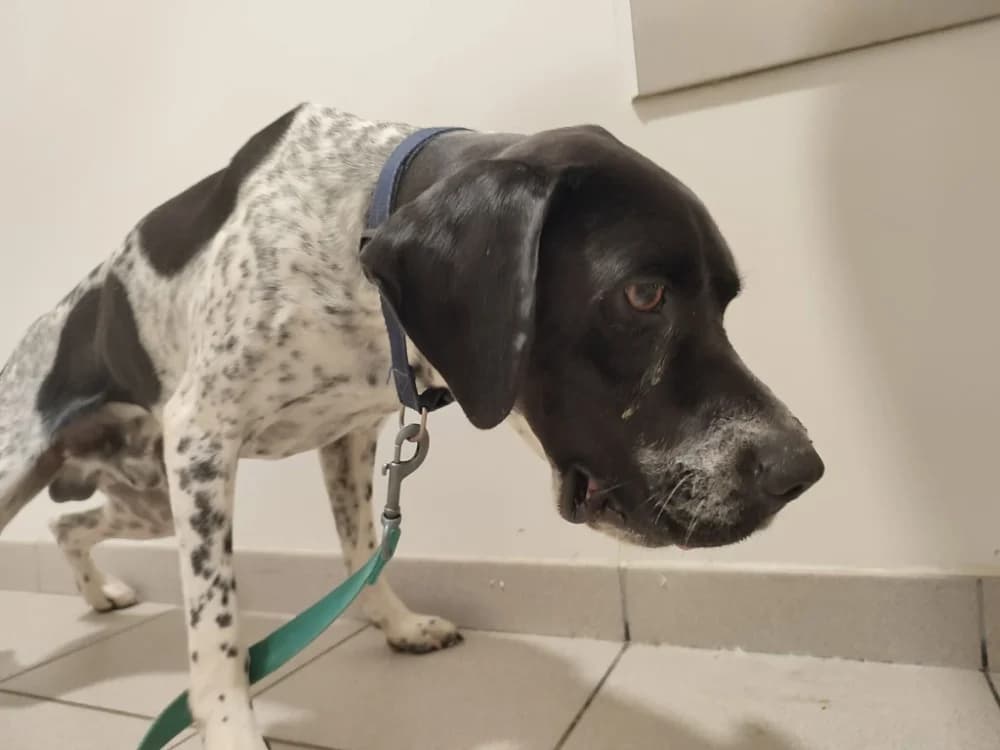 MAYKO QCN, male young Pointer for adoption at SPA Quimper, Quimper